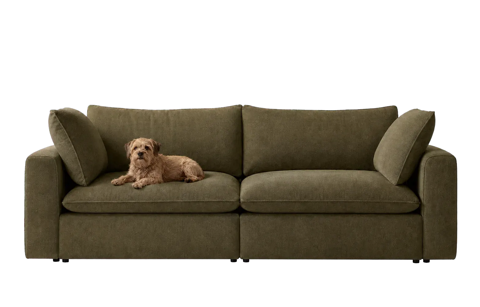 Editorial rendering representing pet-friendly sofas